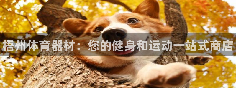 耀世平台注册开户需要什么：梧州体育器材：您的健身和运动一站式