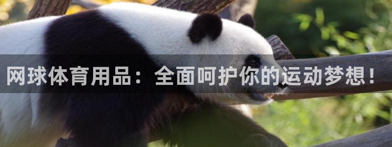 耀世集团商业联盟官网：网球体育用品：全面呵护你的运动